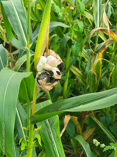 big ustilago maydis fungus that grows on corn if the soil was too dry photo