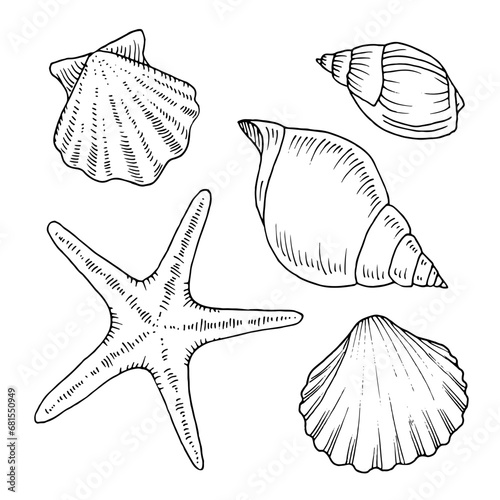 Seashell outline set. Vector illustration of sea conch and starfish. Hand drawn graphic clipart of shell. Linear drawing on isolated background. Black contour line art of scallop and clam