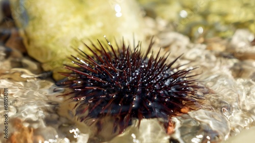 Closeup of black urchin with sharp needles lying on the rock at sea beach. Dangerous marine creature © Кирилл Рыжов