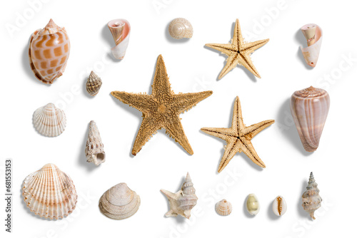 Collection of various seashells and starfishes, summer and vacation design elements isolated on a transparent background, PNG. High resolution. photo