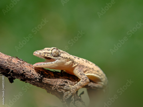 Close-up view of lizard with blurred background.