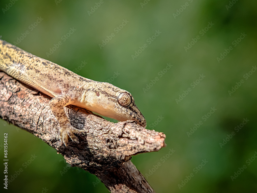 Obraz premium Lizard on a tree branch. Close up.