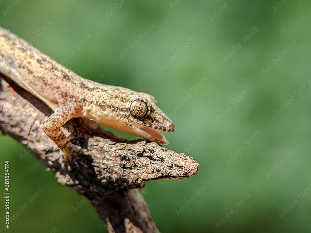 Lizard on a tree branch. Close up. Lizard on a tree branch. Close up.