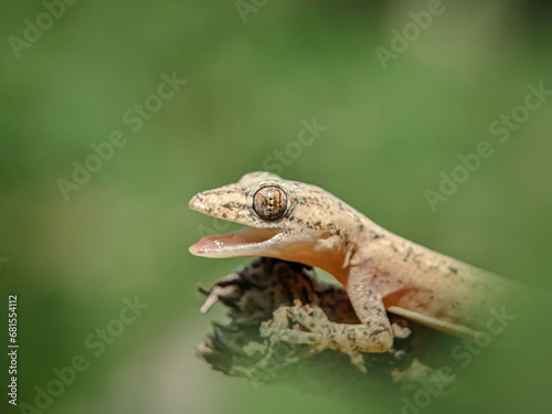 lizard on a branch with its mouth open, close-up view.