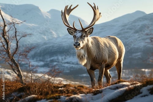 Reindeer in the spring embodying renewal and nature's seasonal beauty © Muhammad Shoaib