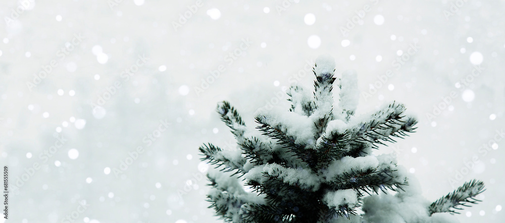 Festive, winter background. A natural Christmas tree in the snow in a snowfall. Festive, winter background. A natural Christmas tree in the snow in a snowfall.