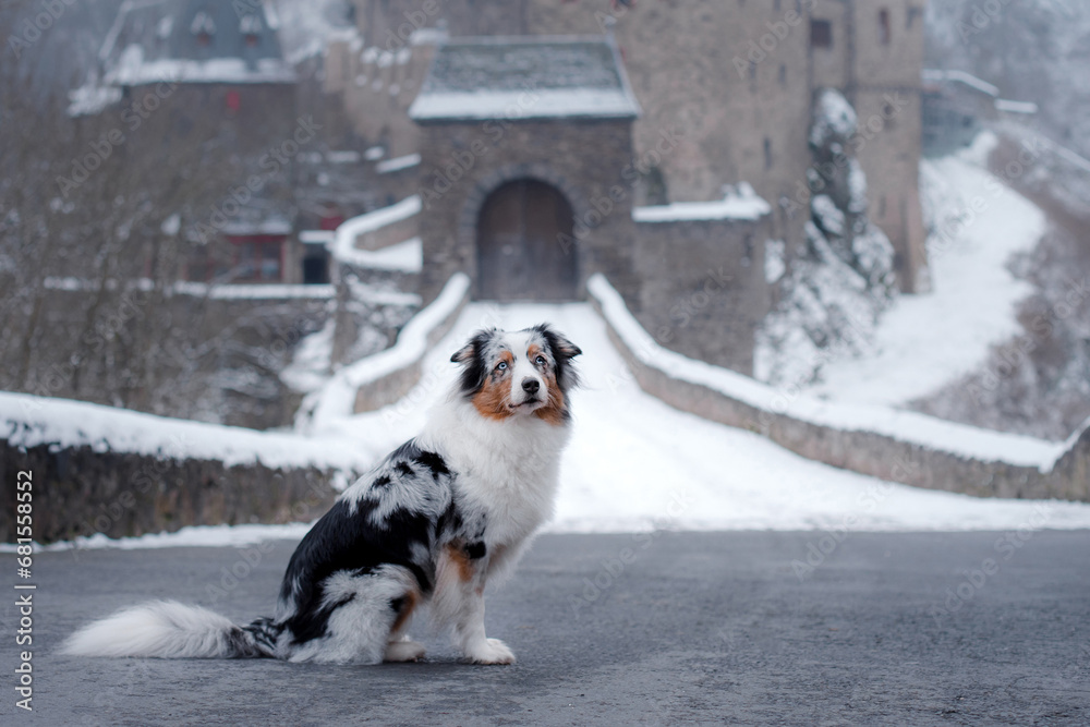A merle Australian Shepherd sits in a snowy landscape, a castle gate looming behind. The dog's attentive gaze adds to the scene's historic charm