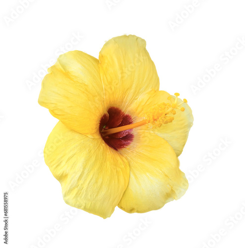 Yellow hibiscus on white background with,clipping paths