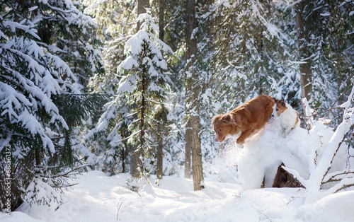 A Nova Scotia Duck Tolling Retriever and Jack Russell Terrier leap over a snowdrift, embodying the joy of a winter's day. Surrounded by a snowy forest, friendship in a winter wonderland