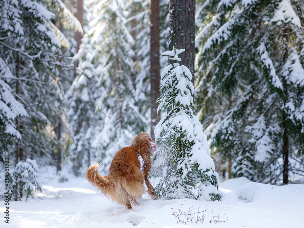  Nova Scotia Duck Tolling Retriever frolics in the snow, its fur contrasted against the winter woods. The scene captures the dog's vitality and the serene beauty of the snow-laden forest