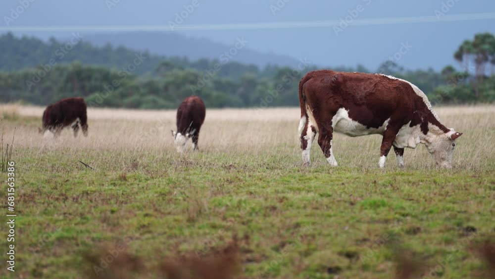 beautiful cattle in Australia eating grass, grazing on pasture. Herd of cows free range beef being regenerative raised on an agricultural farm. Sustainable farming of food crops. Cow in field beautiful cattle in Australia eating grass, grazing on pasture. Herd of cows free range beef being regenerative raised on an agricultural farm. Sustainable farming of food crops. Cow in field