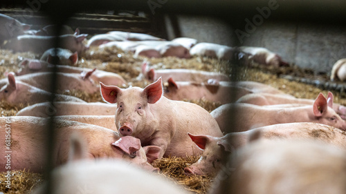 Quadro su tela artgerechte Tierhaltung und Schweinezucht