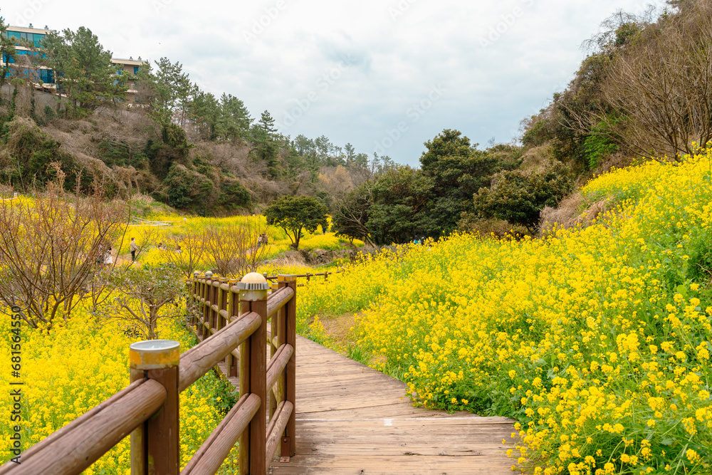 Eongdeongmul Valley canola flower field at spring in Jeju island, Korea
