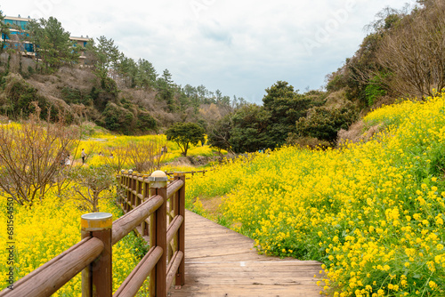 Obraz na płótnie Eongdeongmul Valley canola flower field at spring in Jeju island, Korea w salonie