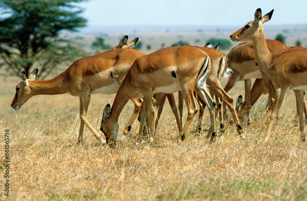 Fototapeta premium Impala , Aepyceros melampus