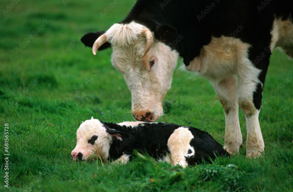 Fototapeta premium Vache , veau, race Frisonne pie noire