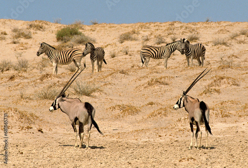Fototapeta Naklejka Na Ścianę i Meble -  oryx gazelle, gemsbok, Oryx gazella, Zèbre de Burchell, Equus quagga burchelli, Parc national Kalahari, Afrique du Sud