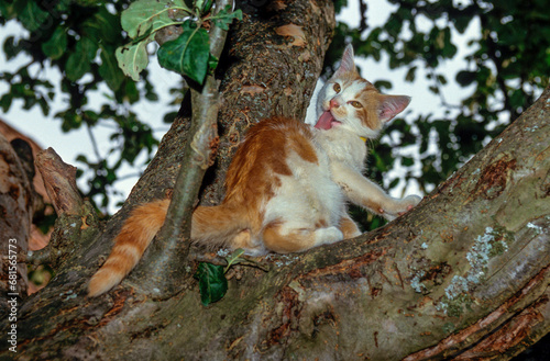 Chat, chatton photo