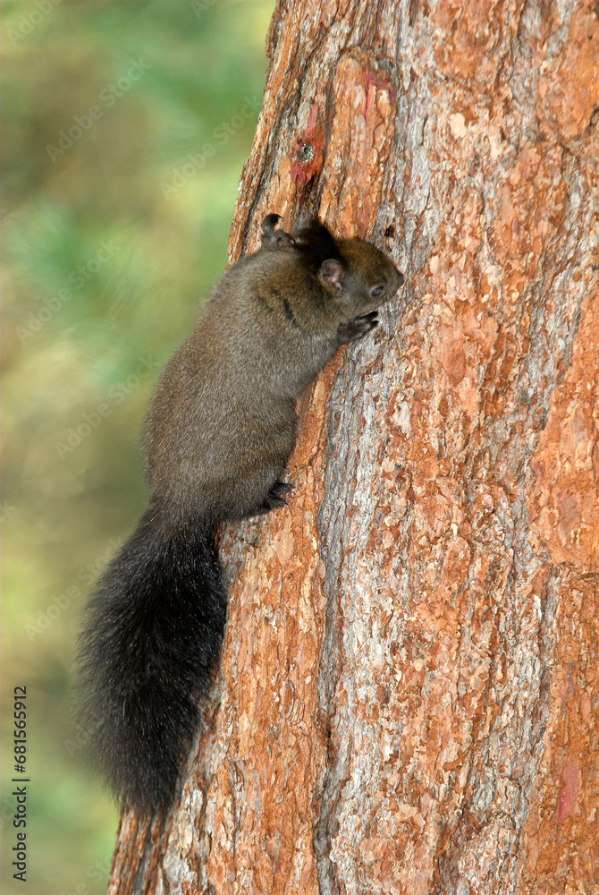 Obraz premium Ecureuil roux, Sciurus vulgaris