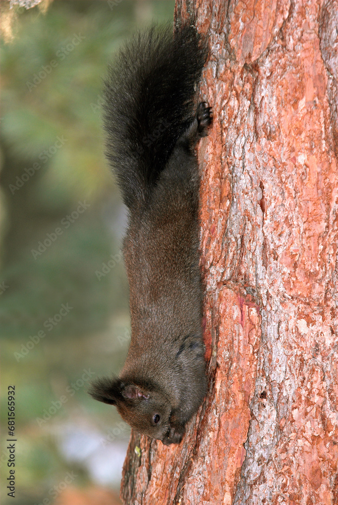 Fototapeta premium Ecureuil roux, Sciurus vulgaris