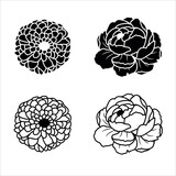 Silhouette and line art of flowers zinnia and peony isolated on white