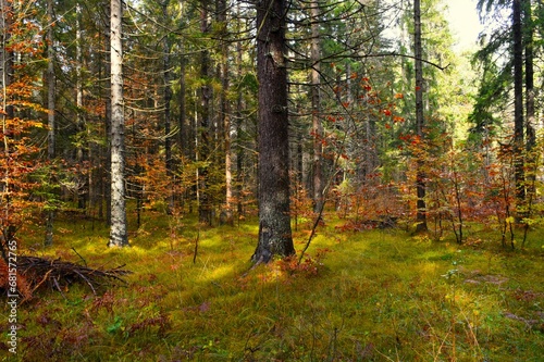 Spruce tree in an autumn mixed conifer and broadleaf forest with grass covering the ground © kato08