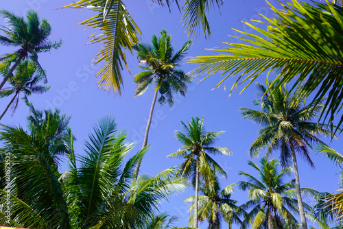 Coconut trees under a clear sky, a very suitable background concept for your design