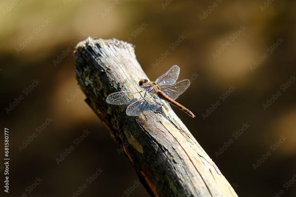 Close-up of a beautiful dragonfly looking for food, taken in Germany on a sunny day. Close-up of a beautiful dragonfly looking for food, taken in Germany on a sunny day.