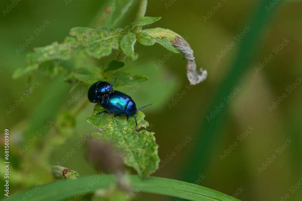 Fototapeta premium Himmelblauer Blattkäfer (Chrysolina coerulans) 
