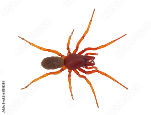 Woodlouse spider isolated on white background, Dysdera crocata photo