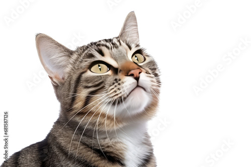 Cute fluffy portrait smile kitty Cat that looking at camera isolated on clear png background, funny moment, lovely cat, pet concept.