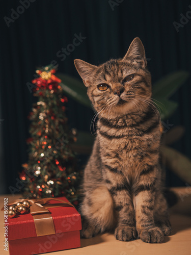 Scottish cat and New Year and Christmas decorations in dark blue tones. Christmas tree and red gift box. Isolated on blue background gift The cat among the gifts sits on the table.