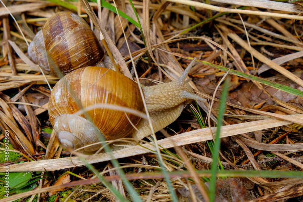 Close-up of a pretty brown vineyard snail looking for food, taken in Germany on a sunny day. Close-up of a pretty brown vineyard snail looking for food, taken in Germany on a sunny day.