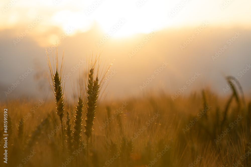 Sunset in a wheat field