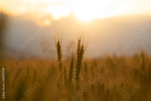 Sunset in a wheat field