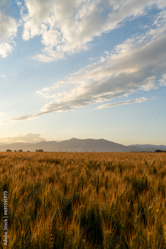 Sunset in a wheat field