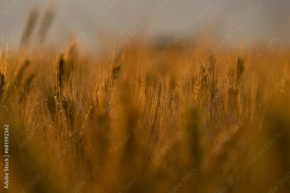 Obraz premium Sunset in a wheat field
