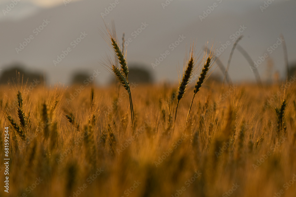 Fototapeta premium Sunset in a wheat field