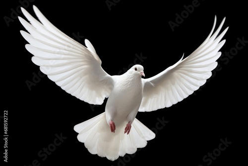  a white bird flying in the air with it's wings spread wide and it's head turned to the side, with its wings spread wide open, on a black background.