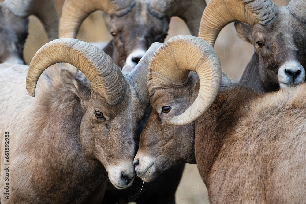 Bighorn Rams, taking a break during Rut. Bighorn Rams, taking a break during Rut.