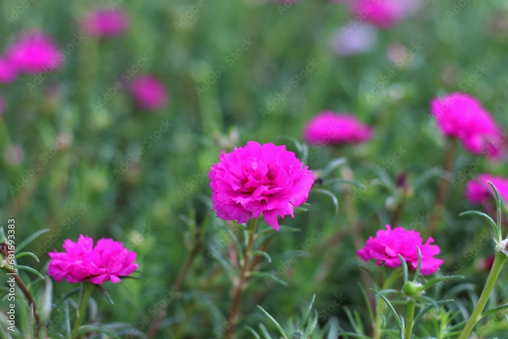 Selective focus Portulaca grandiflora blooming in garden. Portulaca grandiflora is a succulent flowering plant in the family Portulacaceae, native to southern Brazil, Argentina, and Uruguay Selective focus Portulaca grandiflora blooming in garden. Portulaca grandiflora is a succulent flowering plant in the family Portulacaceae, native to southern Brazil, Argentina, and Uruguay