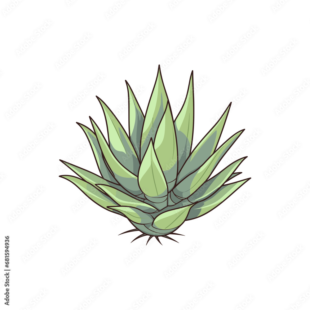 Agave isolated vector Agave isolated vector
