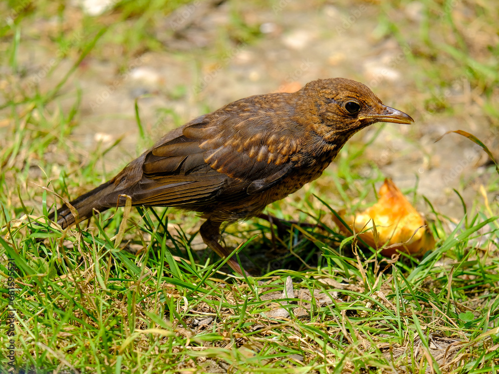 Close-up of beautiful young blackbirds looking for food, taken in Germany on a sunny day. 