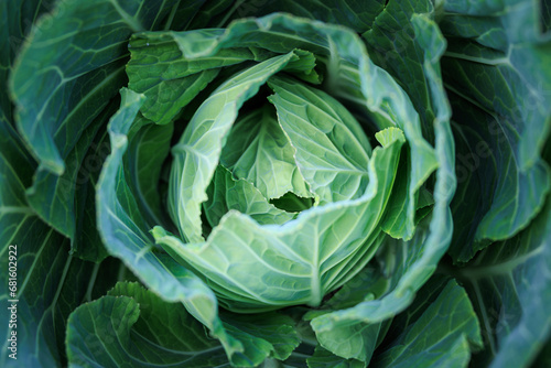 Top view of close up  cabbage fullframe 