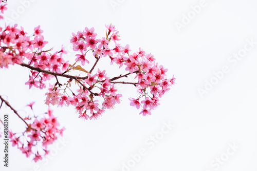 Wild Himalayan Cherry Blossoms in spring season, Prunus cerasoides, Pink Sakura Flower on white background isolated