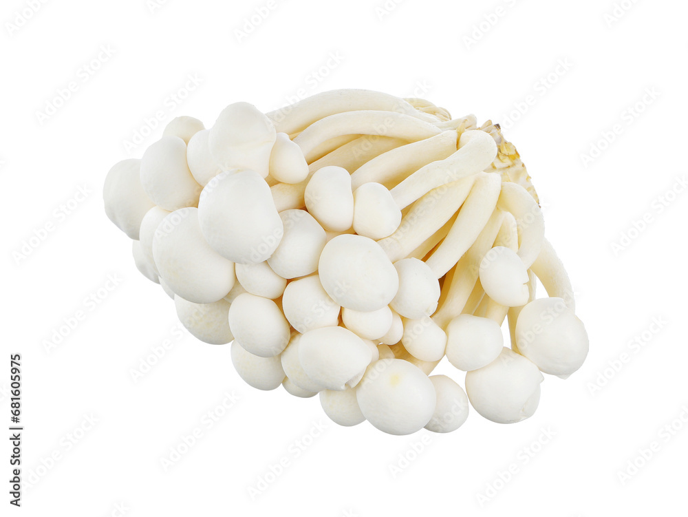 Shimeji mushroom isolated on white background. Shimeji mushroom isolated on white background.