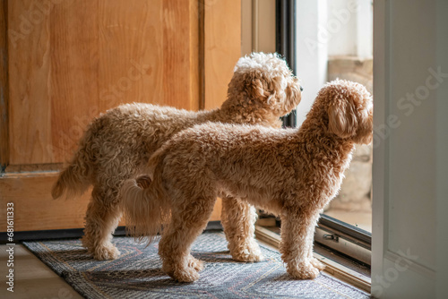2 mini golden doodles looking out the front door into the light father and daughter