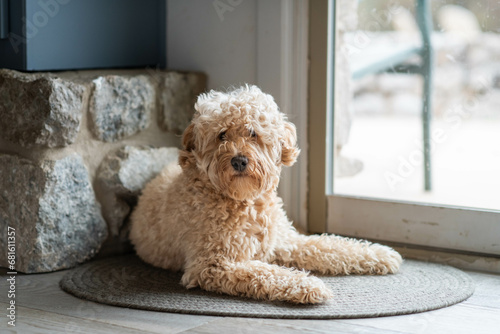 Sweet Male Mini Golden Doodle Looking at the Camera