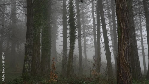 Winter forest in the middle of the fog photo