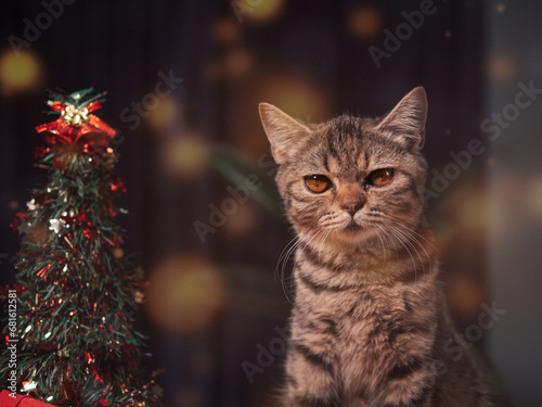 Scottish cat and New Year and Christmas decorations in dark blue tones. Christmas tree and red gift box It has orange light and bokeh. Cat among presents sitting on table. with copy space